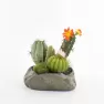 Euro Dekor 44244 Kaktüs Saksıda 16x15x18 Cm. Görseli